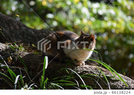 緑の持ち主 66138224