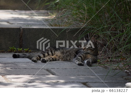 ほのぼの 66138227