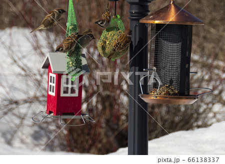 sparrow came to a feeder to have some delicacies during a spring day. 66138337
