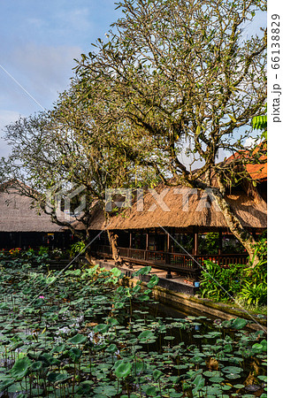 Empty cafe and pond with lotus 66138829