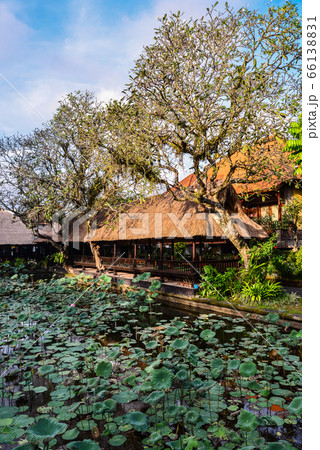 Empty cafe and pond with lotus 66138831