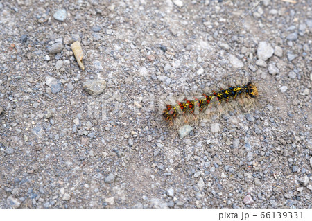 毛虫（マイマイガの幼虫）　相模川自然の村公園にて 66139331