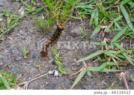 毛虫（マイマイガの幼虫）　相模川自然の村公園にて 66139332