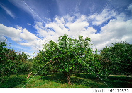 old apple orchard on sunny day 66139379