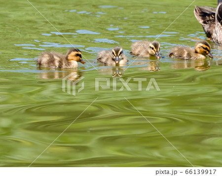 カルガモの雛たち カルガモの雛たち 66139917