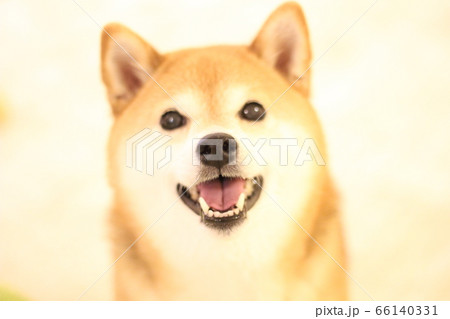 笑顔の柴犬 笑顔の柴犬 66140331
