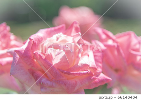 靱公園に咲くバラの花 靱公園に咲くバラの花 66140404