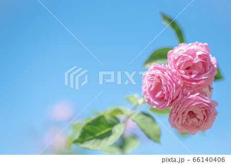 靱公園に咲くバラの花 靱公園に咲くバラの花 66140406
