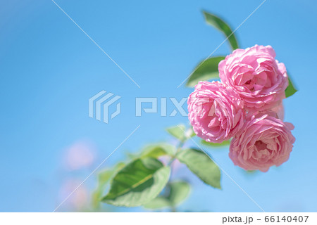 靱公園に咲くバラの花 66140407