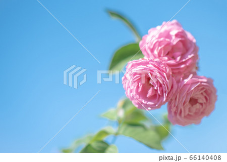 靱公園に咲くバラの花 66140408