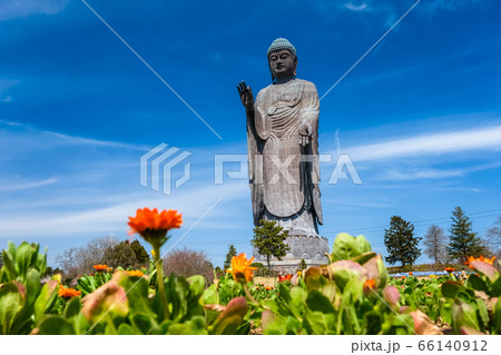 牛久大仏とキンセンカの花 牛久大仏とキンセンカの花 66140912