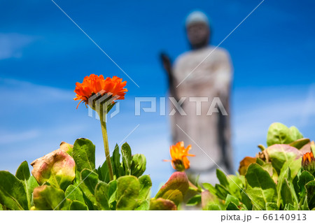 牛久大仏とキンセンカの花 66140913