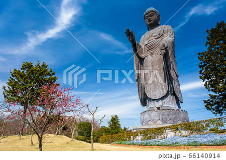 牛久大仏 春 66140914