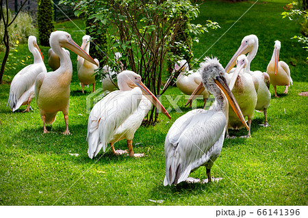 A flock of white pelicans on a green lawn A flock of white pelicans on a green lawn 66141396