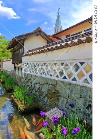 【島根県】菖蒲咲く津和野殿町通りの水路 【島根県】菖蒲咲く津和野殿町通りの水路 66142587