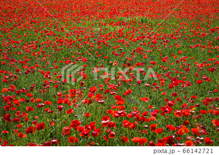 Field with red poppies near the village of Kuty Field with red poppies near the village of Kuty 66142721