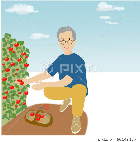 晴れた日に家庭菜園で赤いトマトを収穫する男性 66143127