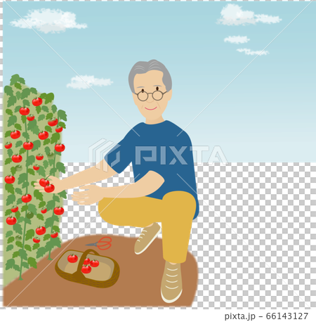 晴れた日に家庭菜園で赤いトマトを収穫する男性 66143127