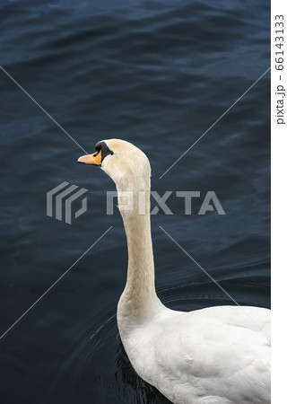 Swan on dark blue water on Limmat river. Waterbird 66143133
