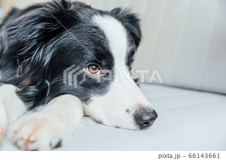 Funny portrait of cute smiling puppy dog border Funny portrait of cute smiling puppy dog border 66143661