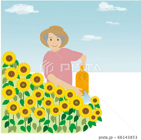 晴れた日に庭でひまわりに水やりをする女性 晴れた日に庭でひまわりに水やりをする女性 66143853