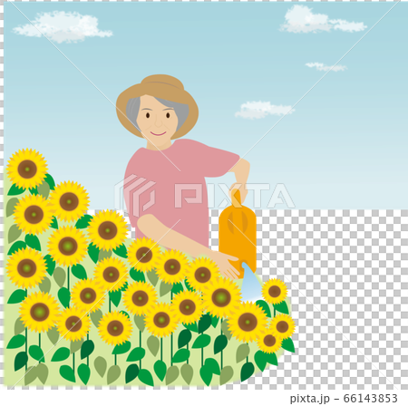 晴れた日に庭でひまわりに水やりをする女性 晴れた日に庭でひまわりに水やりをする女性 66143853