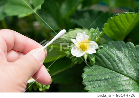 いちごの花 とちおとめ 家庭菜園 人工授粉 5月の写真素材