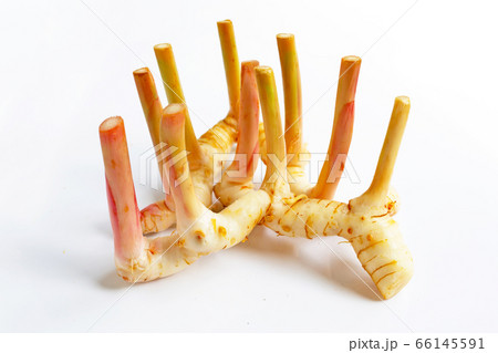 Fresh galangal isolated on white. 66145591