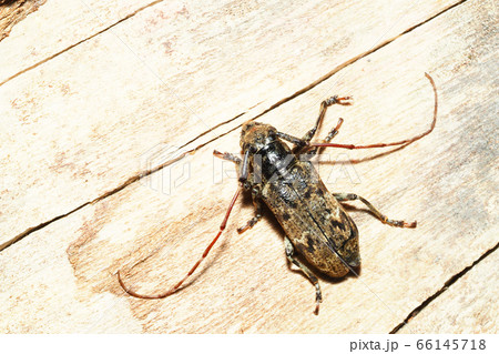 ナガゴマフカミキリ ナガゴマフカミキリ 66145718