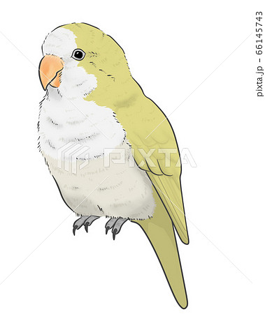 オキナインコ オキナインコ 66145743