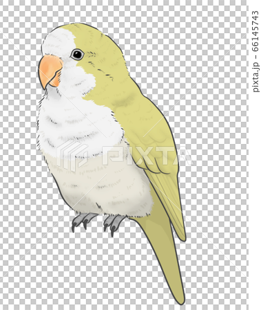 オキナインコ オキナインコ 66145743