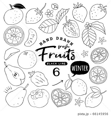 イラスト素材 おしゃれでシンプルなフルーツペン画手書き6 冬の果物のイラスト素材 66145956 Pixta