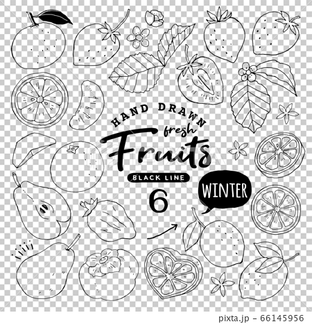 イラスト素材 おしゃれでシンプルなフルーツペン画手書き6 冬の果物のイラスト素材
