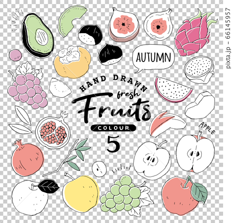 イラスト素材 おしゃれでシンプルなフルーツペン画手書き5 秋の果物のイラスト素材