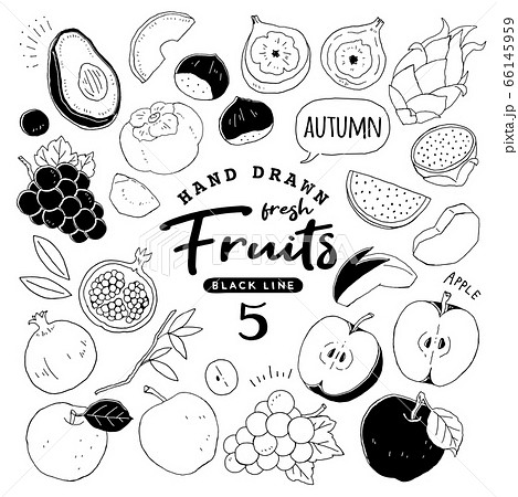 イラスト素材 おしゃれでシンプルなフルーツペン画手書き5 秋の果物のイラスト素材 66145959 Pixta