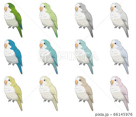 オキナインコ 66145976