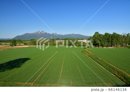 初夏の北海道倶知安町で残雪のニセコ連峰と麦畑の風景を撮影 初夏の北海道倶知安町で残雪のニセコ連峰と麦畑の風景を撮影 66146136