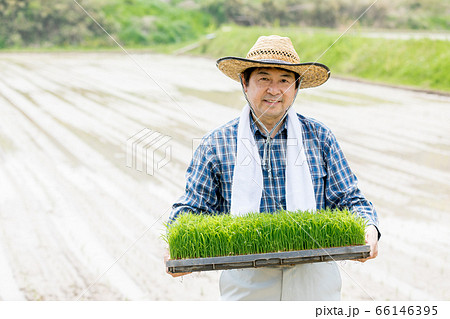 田植えの苗を持つ男性 田植えの苗を持つ男性 66146395