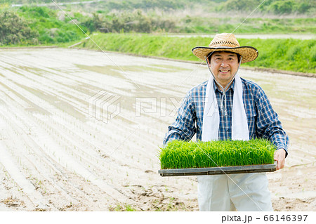 田植えの苗を持つ男性 66146397