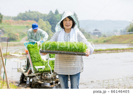 日本の農産業を支える農家の人々 日本の農産業を支える農家の人々 66146405