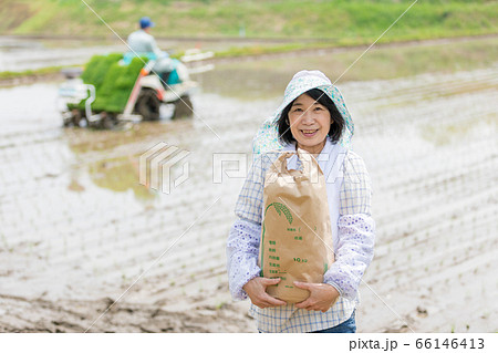 田植えと米収穫イメージ 田植えと米収穫イメージ 66146413