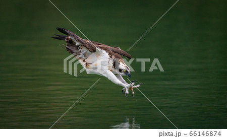 An osprey diving into water and hunting fish with curved claws  66146874