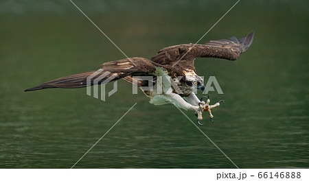 An osprey (Pandion Haliaetus) hunting fish in Sindian, Taipei An osprey (Pandion Haliaetus) hunting fish in Sindian, Taipei 66146888