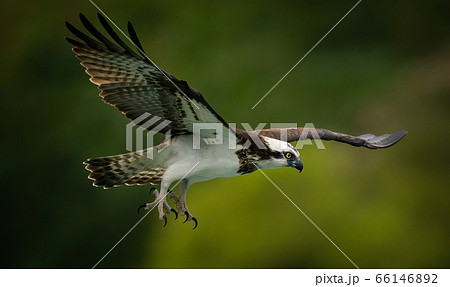 An osprey (Pandion Haliaetus) hunting fish in Sindian, Taipei An osprey (Pandion Haliaetus) hunting fish in Sindian, Taipei 66146892
