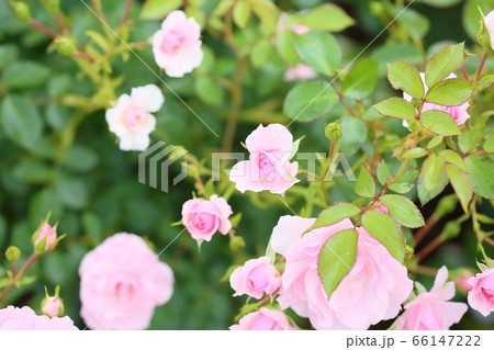 バラの花 ボニカ82 バラの花 ボニカ82 66147222