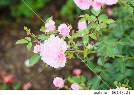 バラの花　ボニカ82 66147223