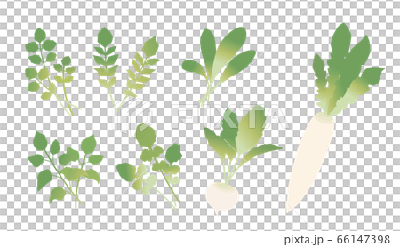 七種春天的草藥 七種春天的草藥 66147398