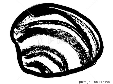 ホンビノス貝　水彩画 66147490