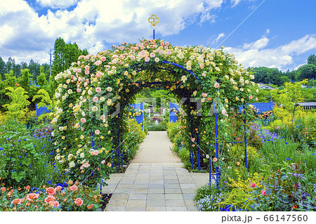 薔薇ガーデンとアーチ 66147560