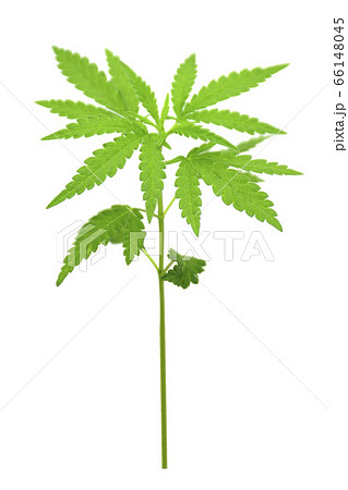 Young cannabis plant on white background. 66148045